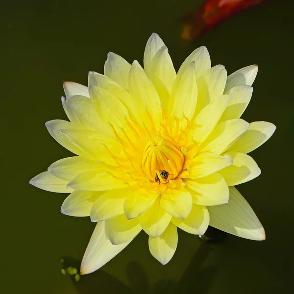 Waterlily — Stock Photo, Image