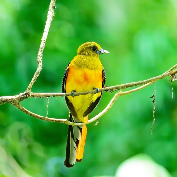 Samec oranžovo breasted trogon — Stock fotografie