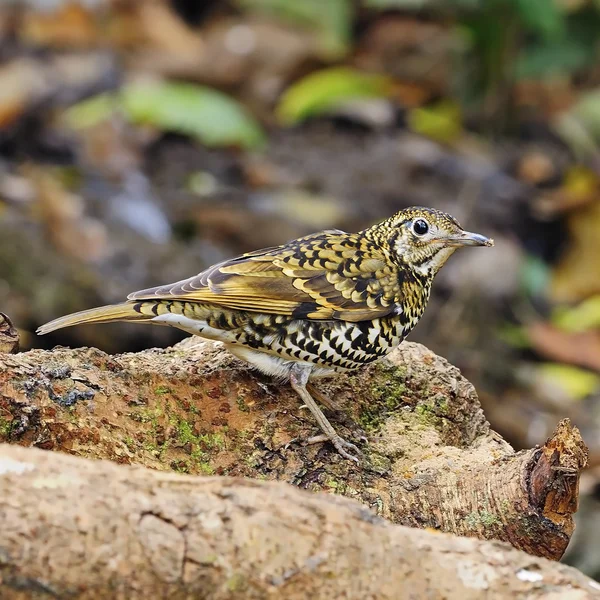 Geschubde spruw — Stockfoto