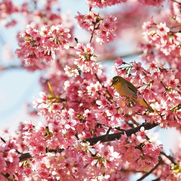 Oriental White-eye