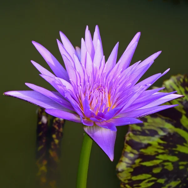 Waterlily — Stock Photo, Image