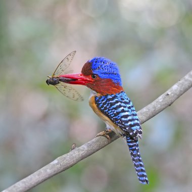 erkek şeritli kingfisher