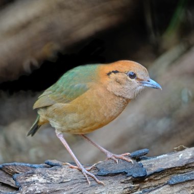 erkek rusty enseli pide