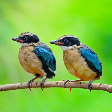 Juvenile Blue-winged Pitta clipart