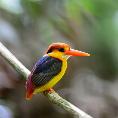 kara sırtlı kingfisher