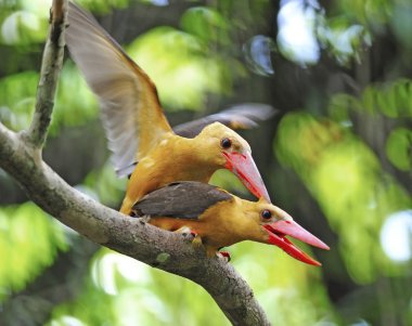 kahverengi kanatlı kingfisher