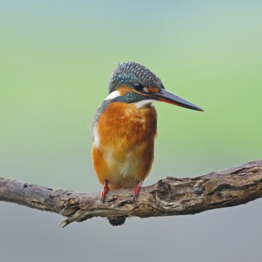 kadın ortak kingfisher