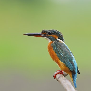 kadın ortak kingfisher