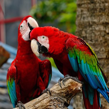 Greenwinged Macaw clipart