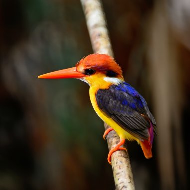 kara sırtlı kingfisher