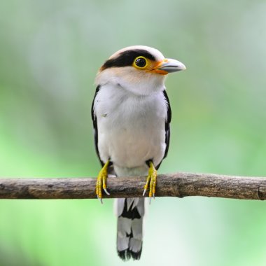 Gümüş göğüslü kılıç