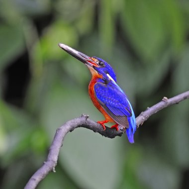 Mavi kulaklı erkek kingfisher