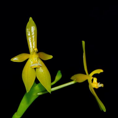 Phalaenopsis cornu-cervi