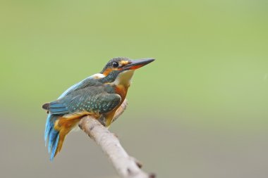 kadın ortak kingfisher