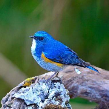 Himalaya bluetail