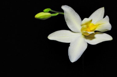 Spathogottis pubescens