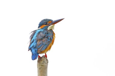 kadın ortak kingfisher