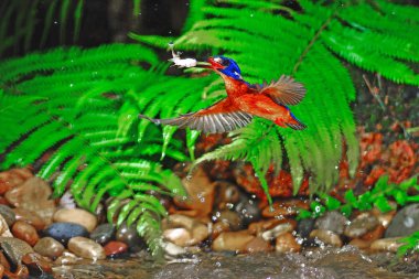 kingfisher blued kulaklı