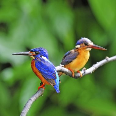 Mavi kulaklı kingfisher