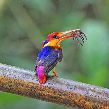 kadın kara sırtlı kingfisher