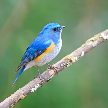 Himalaya bluetail