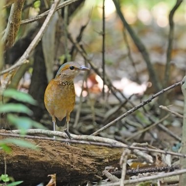 vrouwelijke blue-rumped pitta