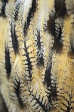 Eurasian Eagle Owl feathers clipart
