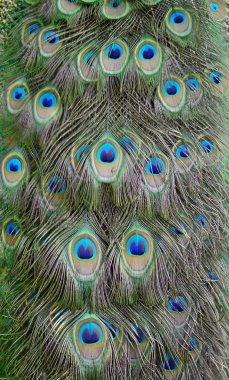 Yeşil tavuskuşu tüyü