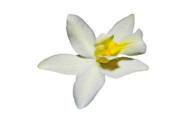 Spathogottis pubescens