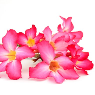 Impala Lily