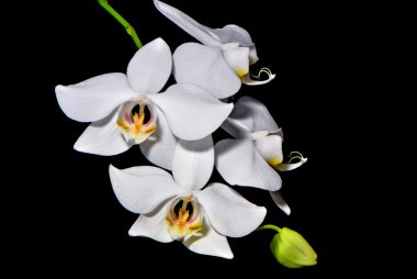 Phalaenopsis amabilis