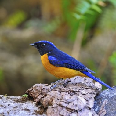 niltava Kızıl karınlı