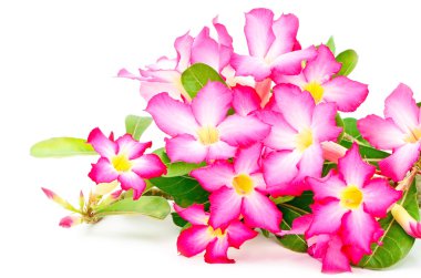 Impala Lily