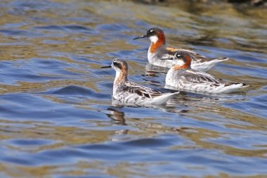Kızıl enseli phalarope