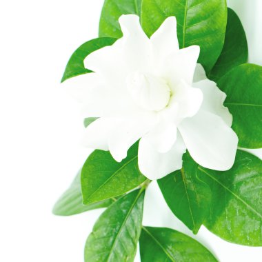 Gardenya