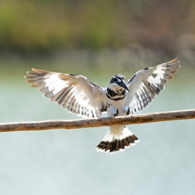 Pied Kingfisher