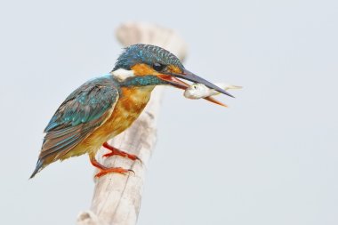kadın ortak kingfisher