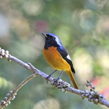 erkek daurian kızılkuyruk