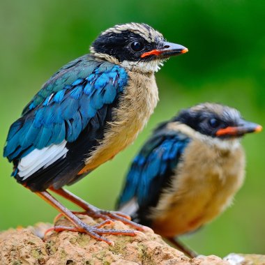 juvenile Blue-winged Pitta clipart