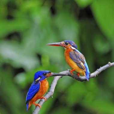 Mavi kulaklı kingfisher