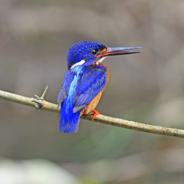 Mavi kulaklı erkek kingfisher