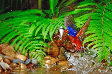 kingfisher blued kulaklı