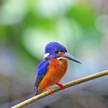 Mavi kulaklı erkek kingfisher