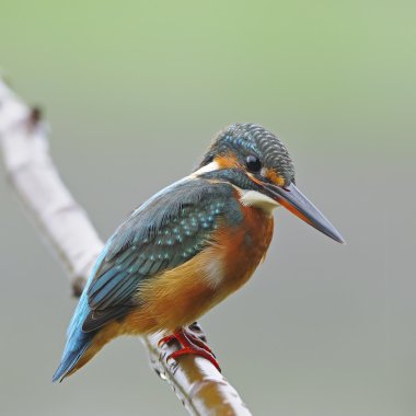 Ortak Kingfisher
