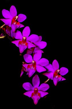 Phalaenopsis hibrid
