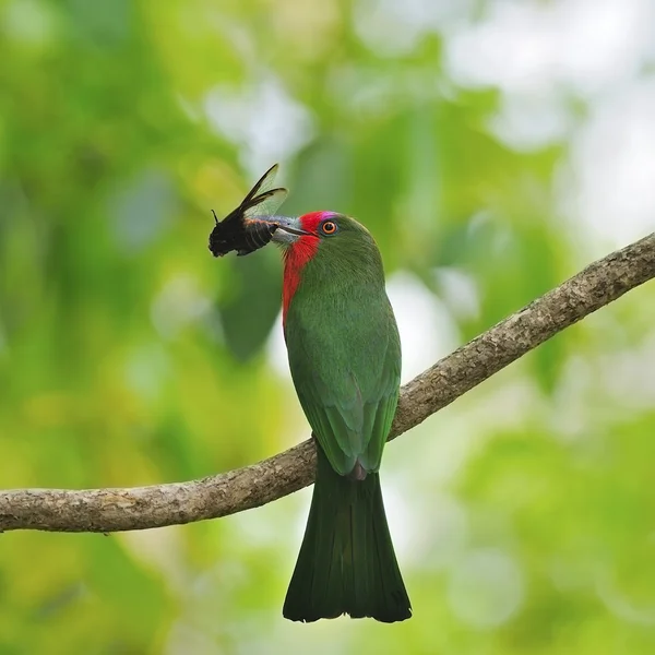 Hembra de barba roja Bee-eater —  Fotos de Stock