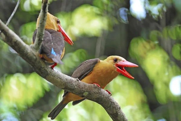 Kingfisher de asas castanhas — Fotografia de Stock