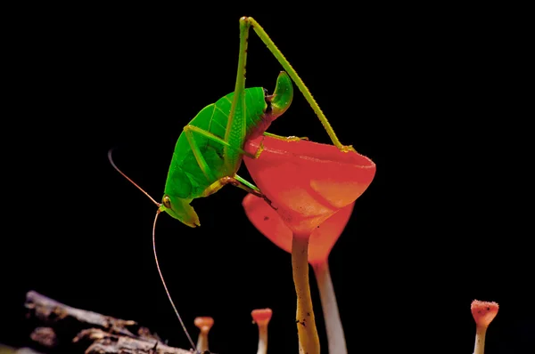 Locust — Stock Photo, Image