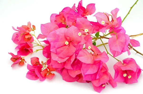 Bougainvilea — Stockfoto