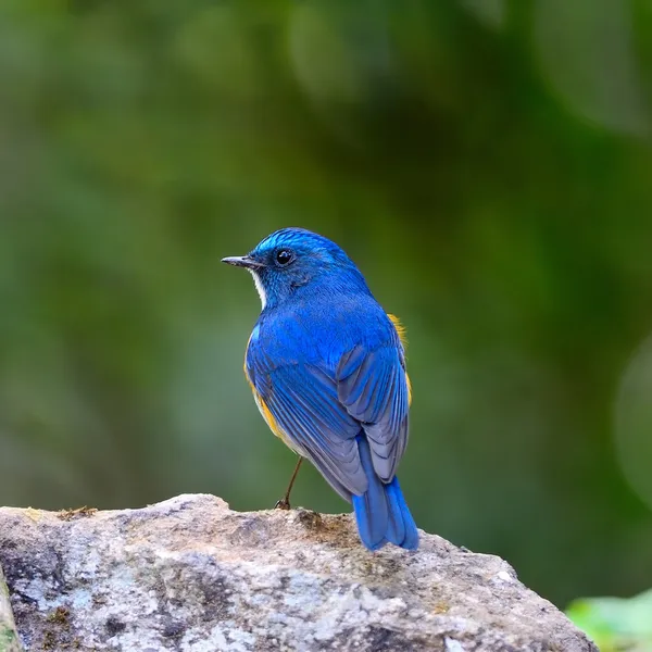 Himalayan Bluetail — Stockfoto